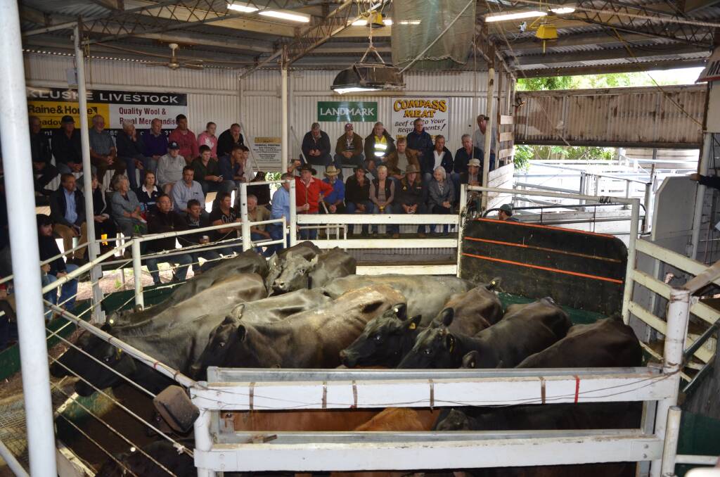 Prices were up at the Mount Compass saleyards.