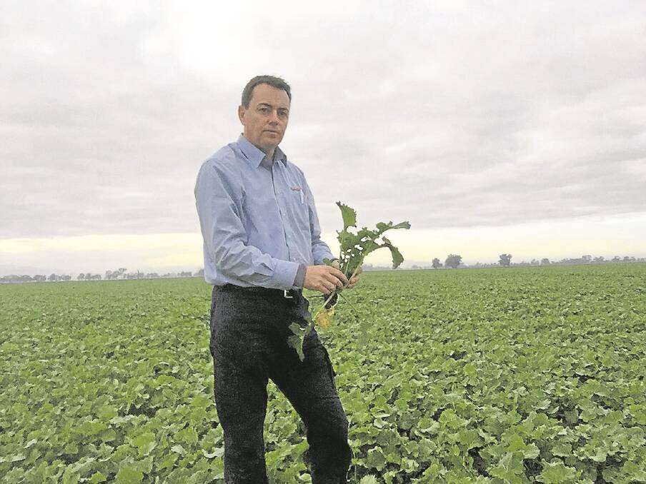 Victorian agronomist Greg Sefton, IK Caldwell, Cobram said one of the biggest issues growers faced in his region was herbicide resistance, including glyphosate. "We are very aware of it – it's not alarming at this stage, but it is something that requires management," he said. 