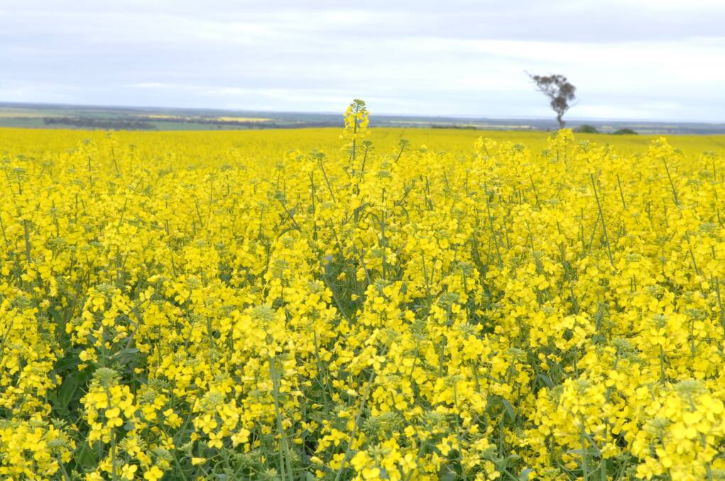 Despite beet western yellows virus damaging canola crops across SA last year, farmers are being urged not to panic if they spot them in this year's crops.