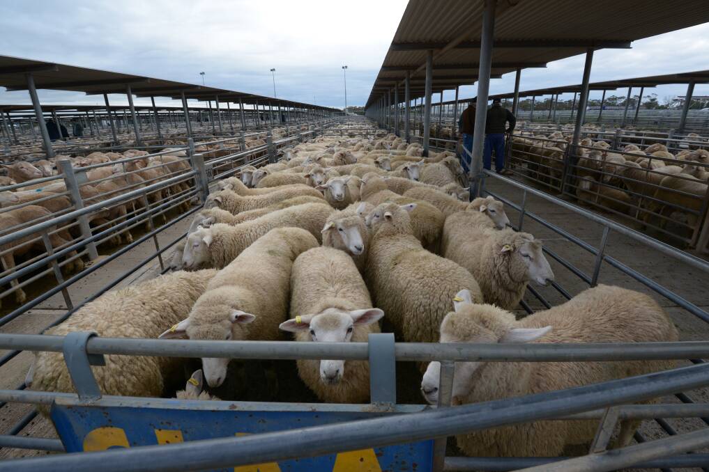 Properly presented sheep are more likely to attract strong bidding interest at saleyards, unlike those that look full.