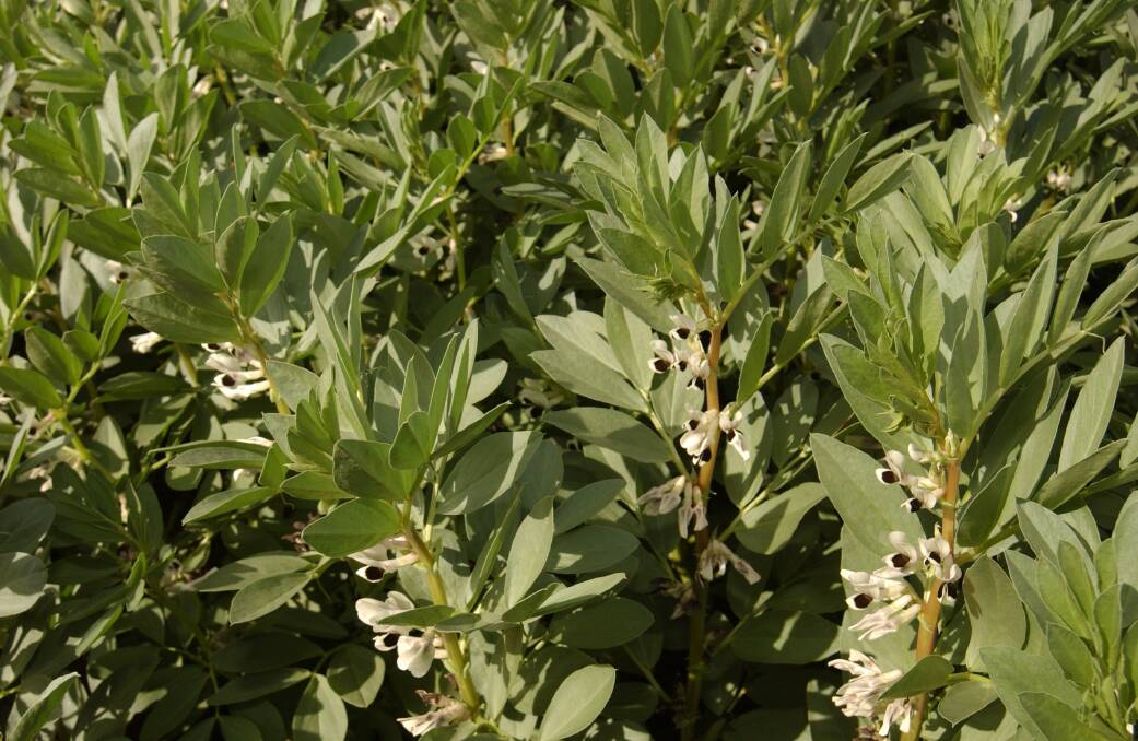 The popularity of faba beans in the Lower North has seen it used intensively in rotations, leading to an increase in disease pressure.