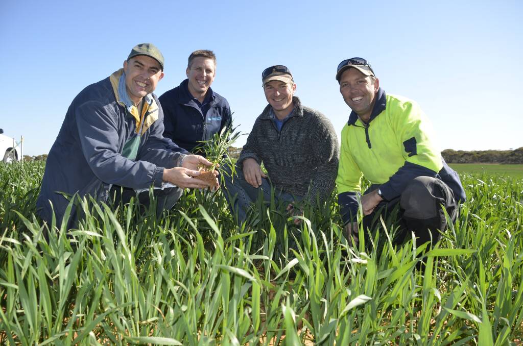 Insight Extension for Agriculture’s Chris McDonough, Natural Resources SA Murray Darling Basin Sustainable Farming project officer Mark May, Lowbank and Districts Ag Bureau committee member David Schmidt, and bureau chairman Brenton Kroehn at the bureau’s recent trial inspections and crop walk.
