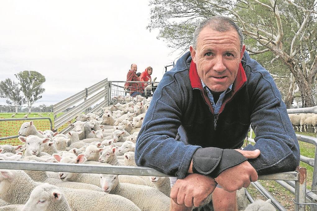 South East livestock contractor Garry Kuhl says most of his clients' lambing percentages have been down slightly, but with the mild weather during June and July they have marked a lot more "bigger lambs" through the cradle. He said the lack of cold weather during lambing season assisted lamb survival, but ewes had been suffering from the lack of paddock feed, which lowered some conception rates.
