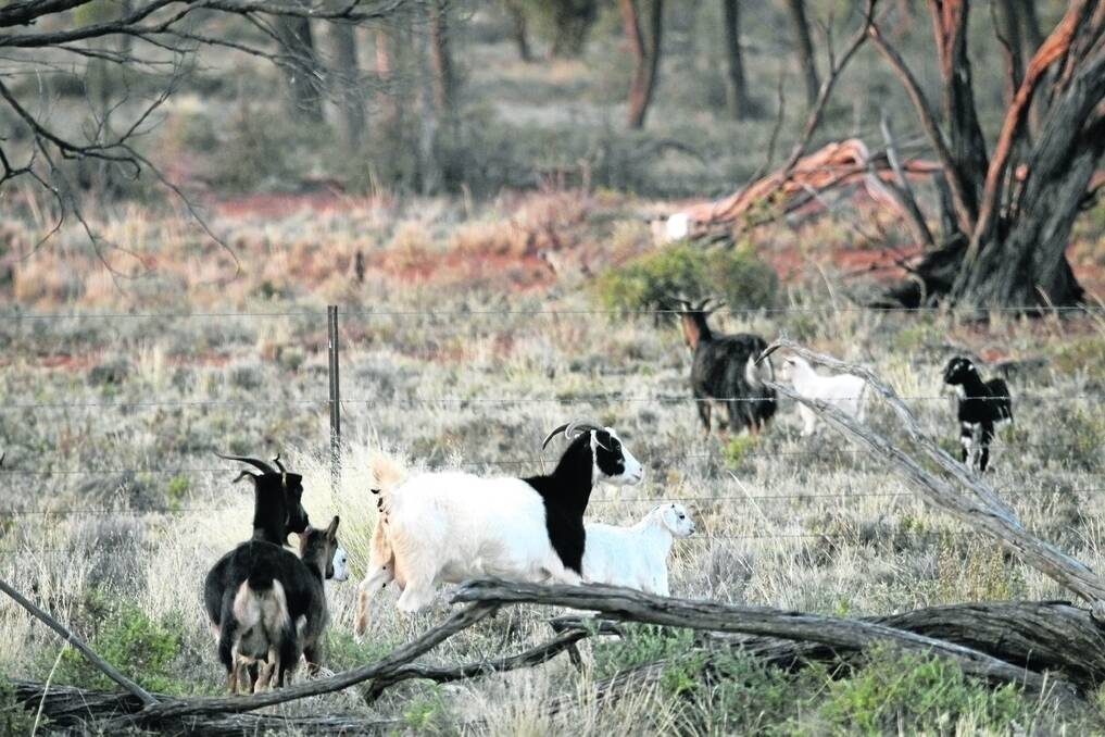 Feral goats between Cobar and Broken Hill.