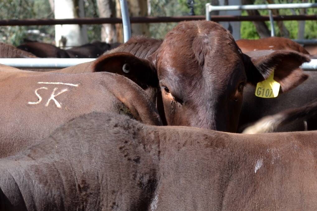 EYE ON BEEF: S. Kidman & Co generates approximately 15,000 tonnes of beef each year from its 12 properties totalling more than 100,000 square kilometres.