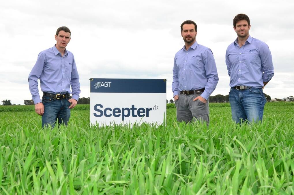 Australian Grain Technologies (AGT) wheat breeders James Edwards and Haydn Kuchel pictured inspecting a plot of the new Scepter wheat variety with AGT Marketing Manager Dan Vater.   