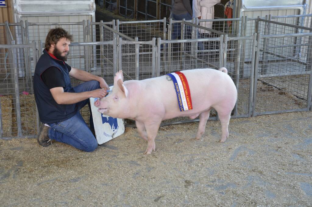Shaun Blenkiron, Gumshire, Keyneton, with his family's supreme champion pig in show, a Large White boar.