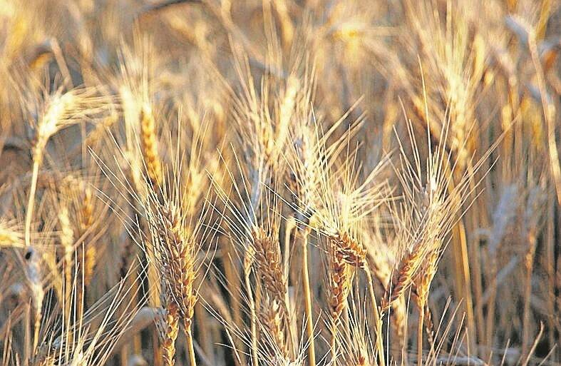 Wheat royalties aiding research