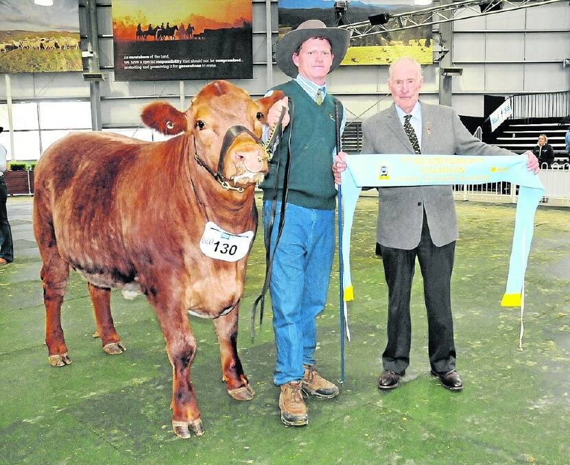 Lewis Bruggemann, Mallala, SA, with his champion export steer at the 2015 Melbourne Royal Show, being sashed by Jack Rae, Narre Warren, Vic. Photo: Wayne Jenkins.