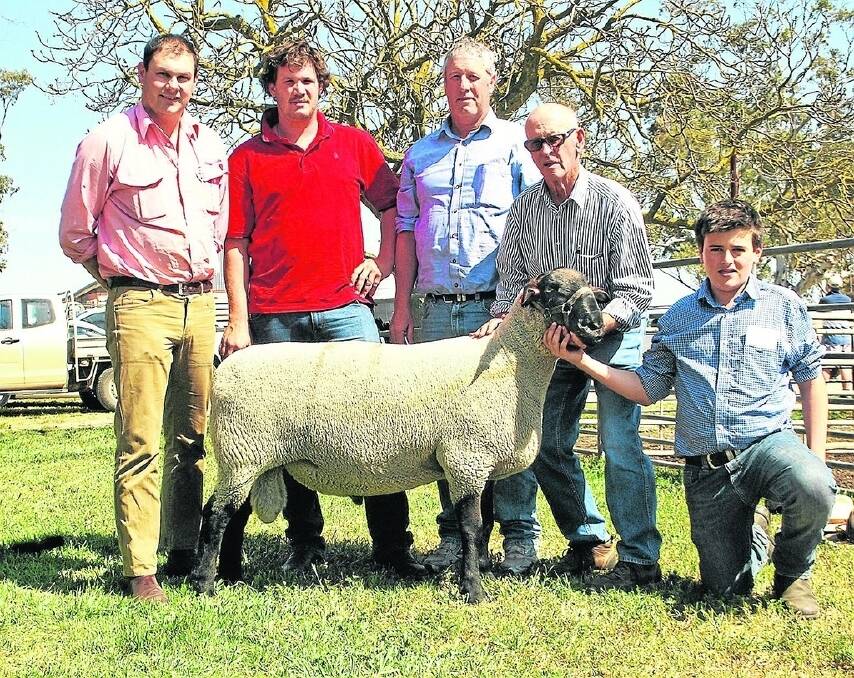 Allendale’s $13,500 sale topping and new Australian auction record price Suffolk ram at the combined Allendale-Days Whiteface sheep sale with buying agent Elders Cummins’ Paul Kilby, buyers Jim and David Bascomb, White Flat stud, Port Lincoln, and Graham and Angus Day, Allendale stud, Bordertown.