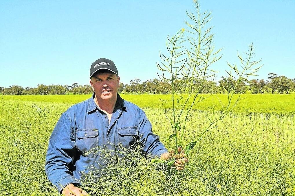 Bordertown cropper Ted Langley has been cutting frosted canola and cereal crops for hay.