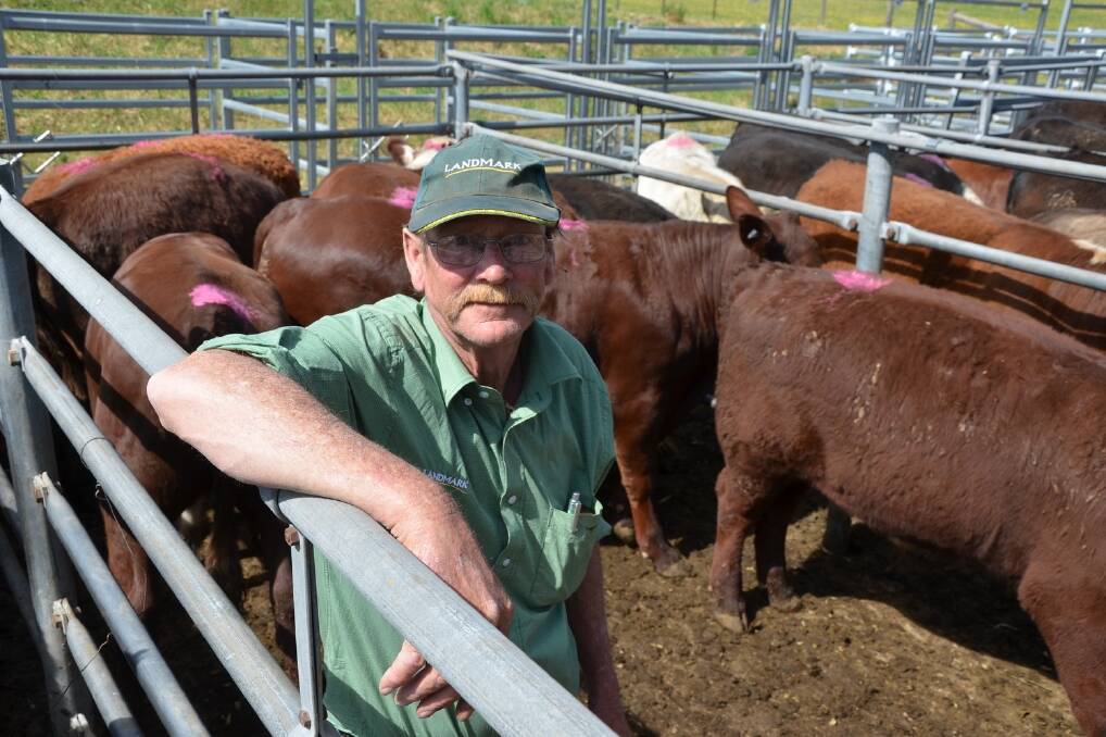 Landmark Anderson & Fawcett Mount Pleasant auctioneer Colin Fawcett with the Red Poll-Hereford steers and heifers, from CM Bond, Walker Flat, aged about 11 months. The steers sold to $1420, while the heifers made the sale top price of $1180.