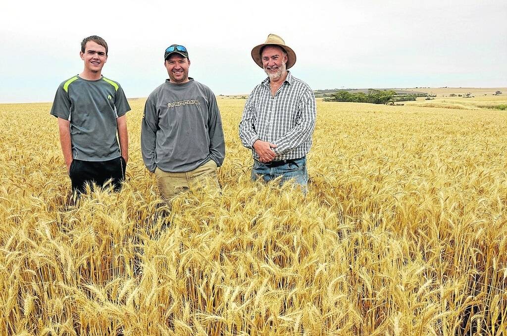 Daniel Adams (centre), Cockaleechie, with workman Chris Townsend and his dad Bill Adams in a crop of Mace wheat.