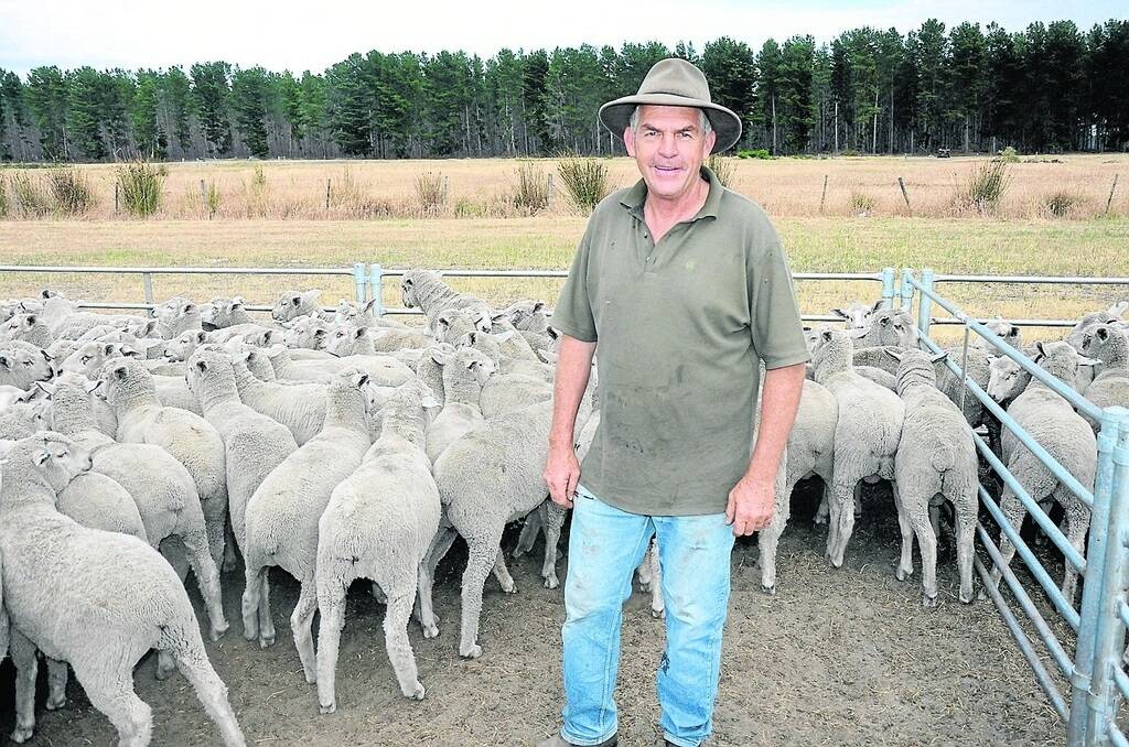 Danny West, Westwood, Edenhope, Vic, sold this pen of wether lambs for $105.