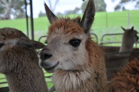 Photos from the largest commercial alpaca auction conducted in SA.