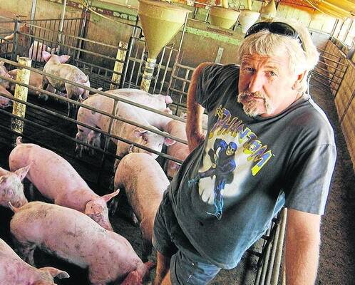 Lochiel pig producer Butch Moses said pig producers would work without pig stalls if they could, but they provide protection for the sows. "Once they've been mated, if you group house them, they tend to fight," he said.