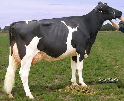 The Gardiner family, Five Ways, Victoria, bought Rockridge Ladino Shantell (pictured) at $25,000 during Jack Bramley's Paravale herd dispersal at Parawa on Friday. * PHOTO: courtesy of crazycow.com.au