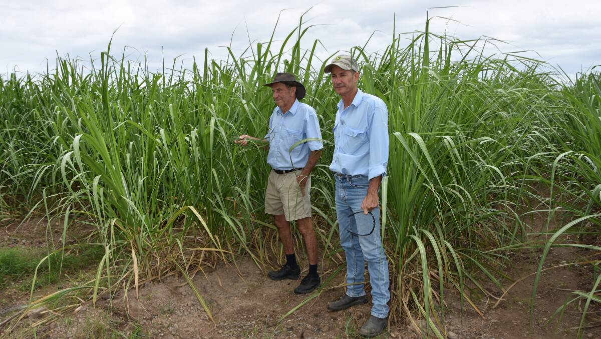 Herbert River cane growers Lui and Paul Marbelli are hoping the weather holds out until they finish the crush.