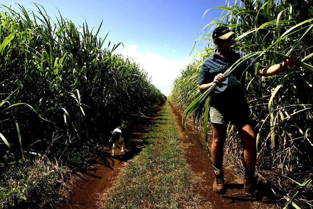 Australia is set to export more sugar to Peru than any other country after a new free trade agreement was signed.