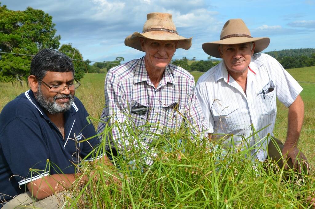 Trial: Biosecurity Queensland's Dr Dhileepan with Bernie English and Rob Pagano examining navua sedge on a Tablelands farm.