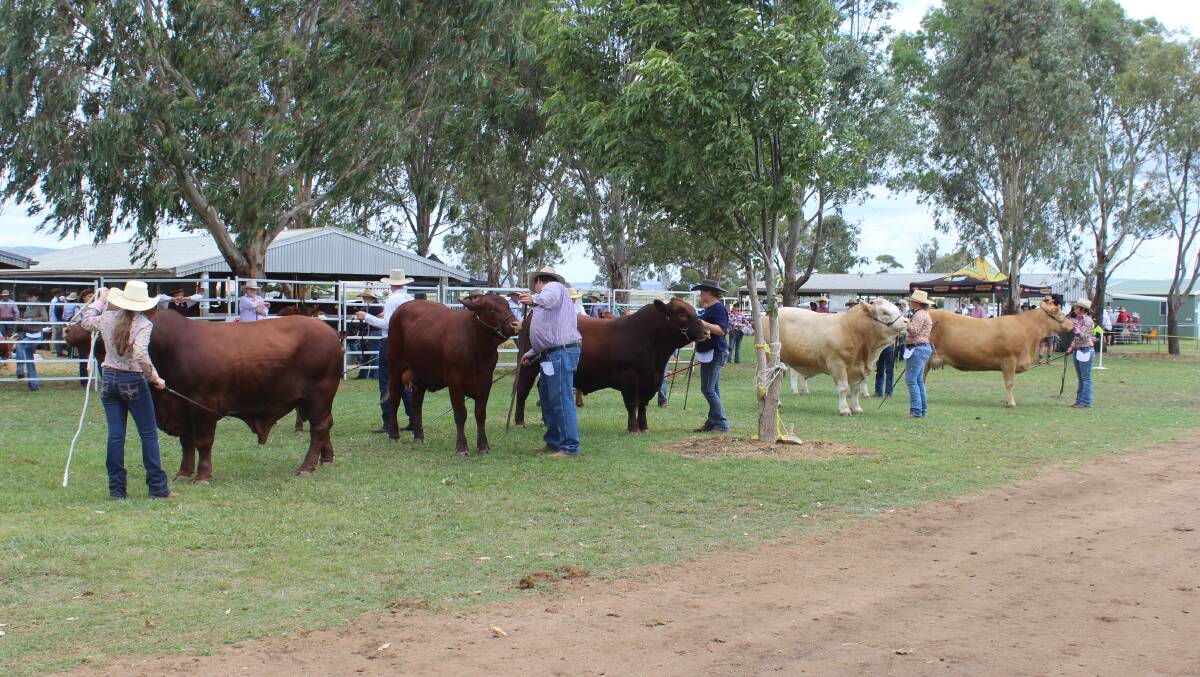 Clifton Show shines with strong beef entries
