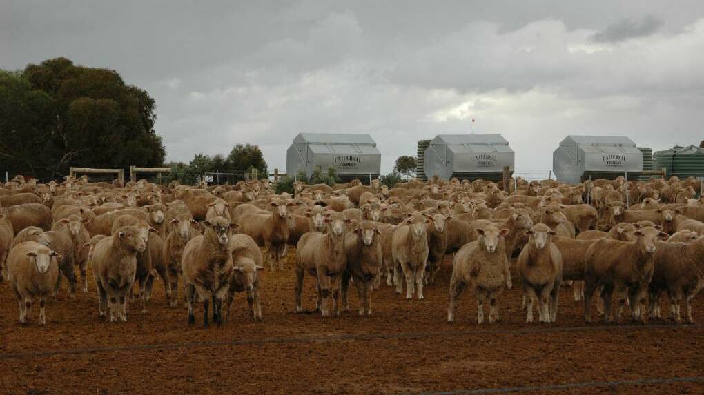 Thornby Premium Lamb are operating a 49 pen feedlot at Sanderston and let Innovation Generation attendees on an all-access tour of their operation. 