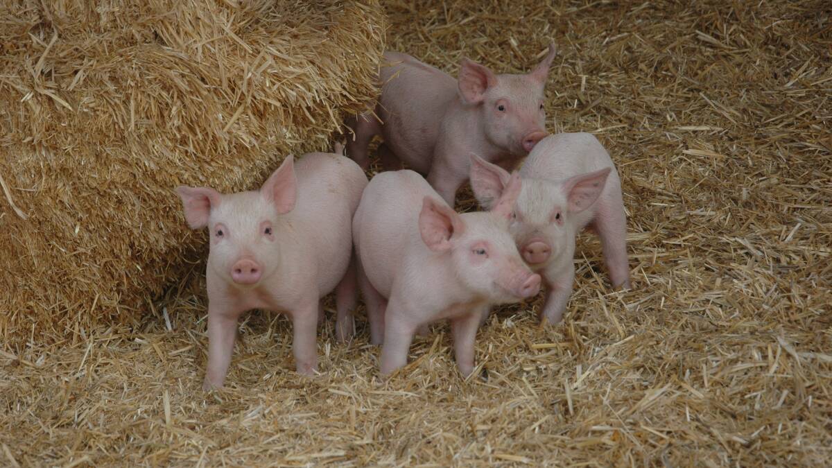 Major issues for pork producers will be discussed at the SA pig industry day at Tanunda on Friday, February 23.