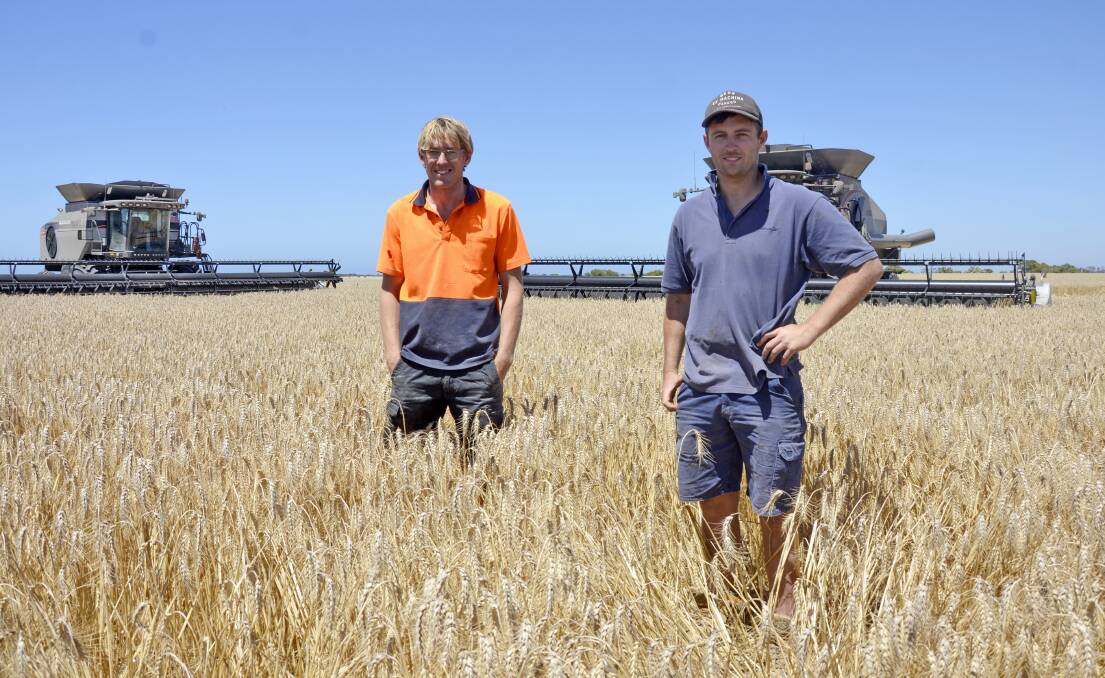 CRACKING CROP: In one of the final paddocks of Trojan wheat they had to reap on Tuesday were Warooka croppers Nathan Paull and Will Murdoch. 