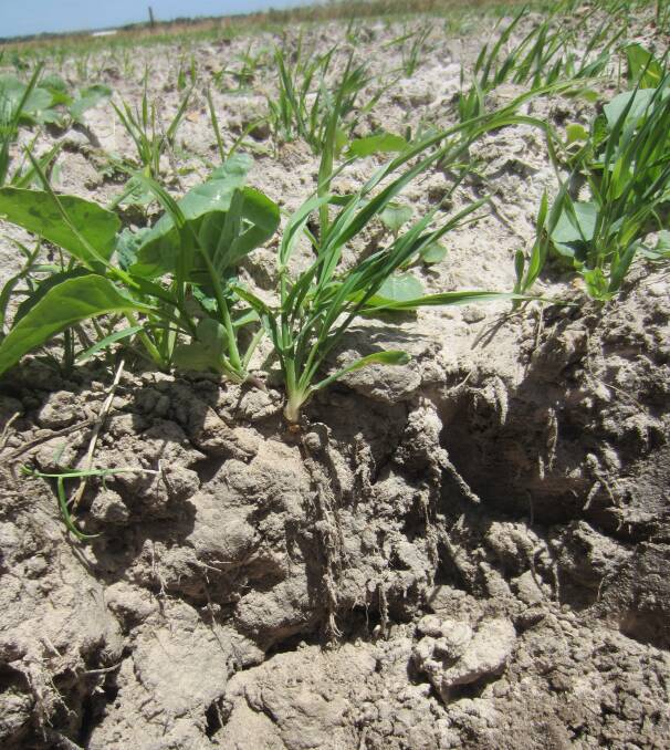 QUICK GROWTH: Fantastic germination of fodder crops was achieved after seeding and spading in the one pass.