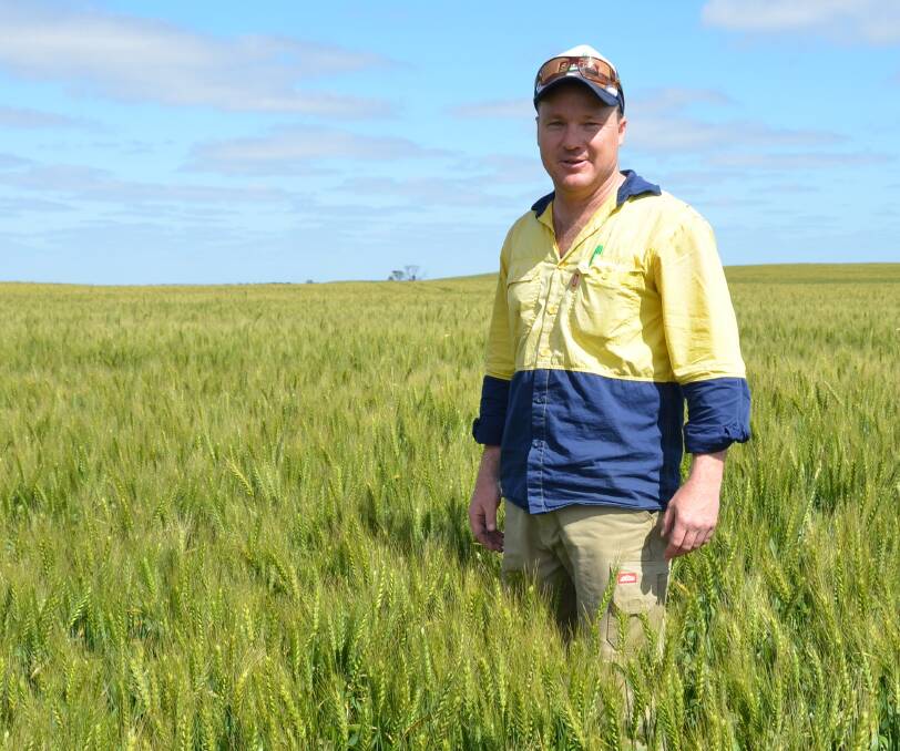 THICK CROPS: McPiggery cropping manager Sam Venning, Lameroo, in a fantastic crop of Corack wheat. Harvest will be mid-November at the earliest.