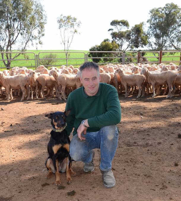 EWE BEAUT: Tyson Paech, Inglebrae Holdings, Callington, with his dog Reb and the sisters to 1.5-year-old ewes his family will be selling at Murray Bridge tomorrow.