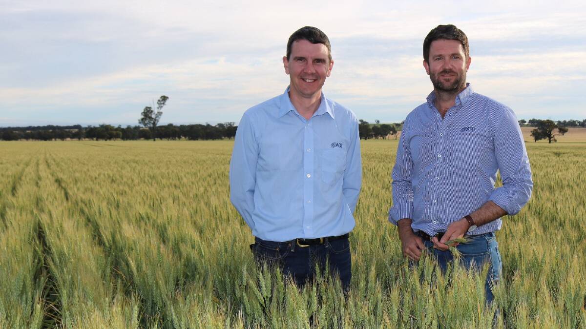 Australian Grain Technologies wheat breeder James Edwards and AGT national marketing manager Dan Vater in a paddock of Longsword wheat last year.