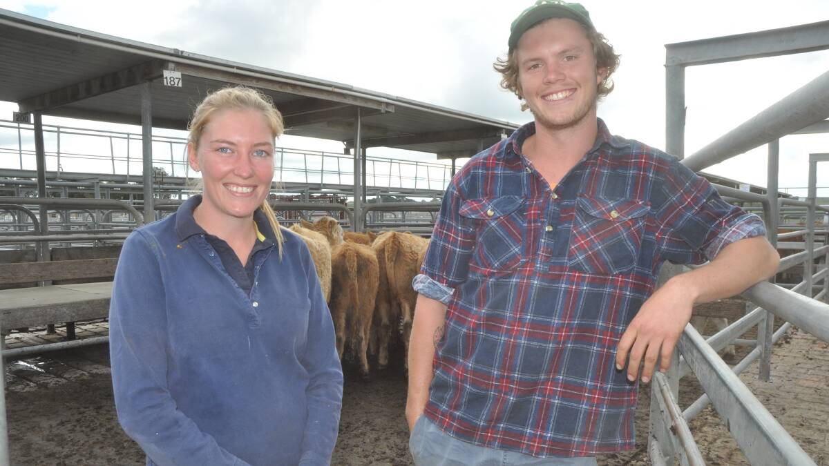 HEIFER BUYERS: At Mount Gambier Melissa and Josh Harvey, Lindsay, Strathdownie, Vic, were volume heifer buyers of about 100 predominantly Angus heifers in the 300-330 kilograms range. They will be grown out to 500kg and sold into Coles grazed program.
