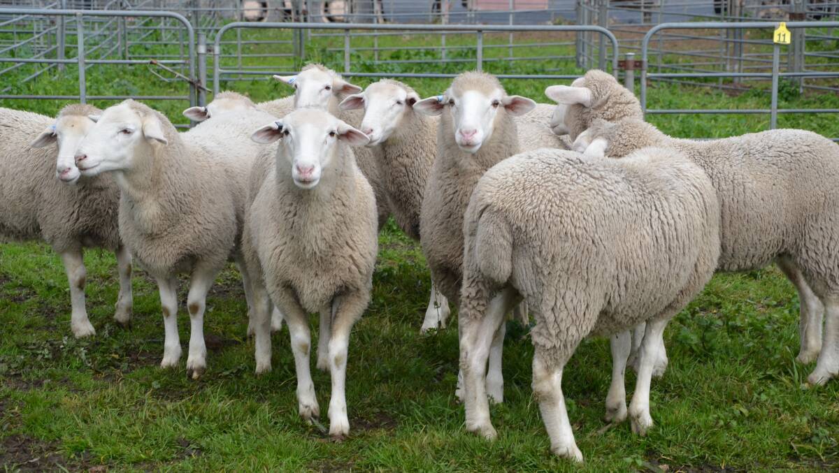 A report released by Rural Bank shows positive signs of SA's lamb industry.