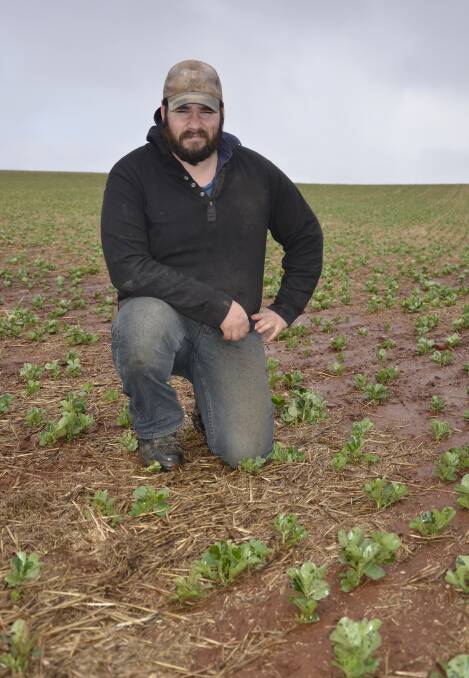 GOOD SOAK: Eudunda farmer Greg Withers in a crop of beans in the wet weather on Tuesday. Mr Withers said it was the first decent falls the area had since April.