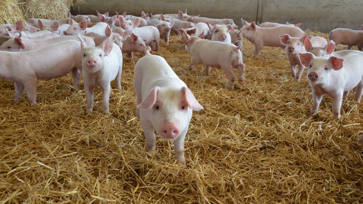 TOUGH TIME: Pork producers met in Tanunda on Friday for a SA pig industry update. High pigmeat volumes on the market mean have kept returns low, according to Australian Pork Limited.