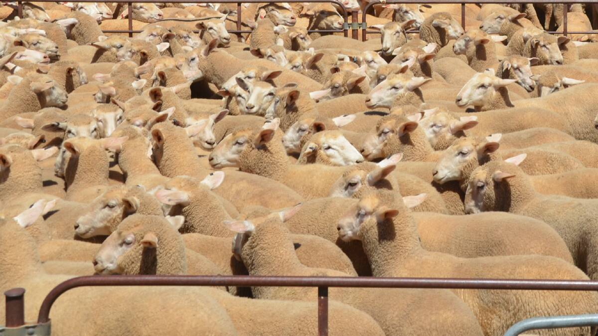 Sheep and grain producers hold the most positive outlook in SA's agriculture sectors.
