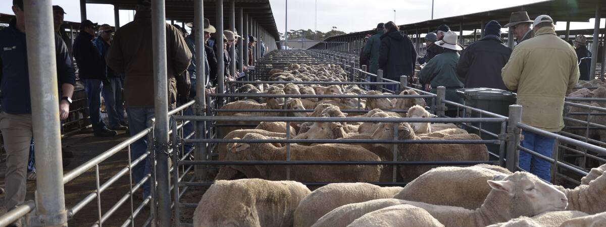 LOW NUMBERS: Numbers are quite low at the Dublin saleyard at the moment, with between 6000 and 7000 lambs yarded each week in the past three weeks.