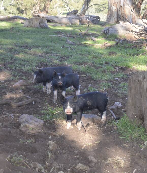 FRIENDLY FOSSICKERS: Berkshire piglets fossicking at the Hage family's Howie Hill Farm. The pigs are all free-range and pasturefed.