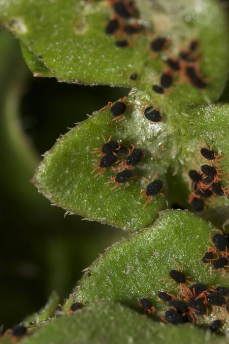 PEST THREAT: Redlegged earth mite is a threat to a variety of Australian crops and resistance has been discovered in SA. Photo: ANDREW WEEKS.