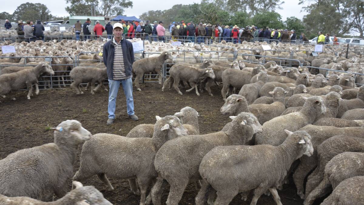Ian Koch, Moculta, with his $214 Bunyara-blood young ewes.