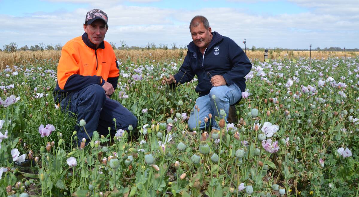 TRIAL CHECK: Louis Koch, Tallageira Pastoral, in a trial crop of poppies at his property at Minimay, Vic, with SARDI technical officer Ian Ludwig.
