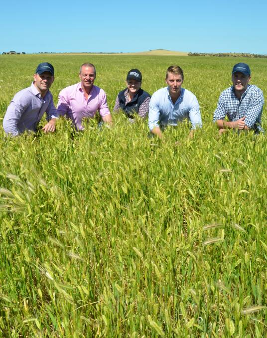 CROP WATCH: Market Check's Richard Perkins, FREE Eyre's Mark Rodda and Tess Walch, with Market Check's Nick Crundall and Winston Bradley in a crop near Cleve.
