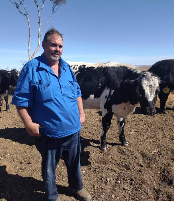 Sandy Ridge Ag owner Brenton Juett, Blyth, with his Speckle Park-cross cattle. Picture supplied