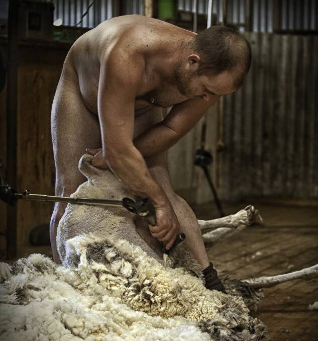 RESPONSE: Jacqui Bateman's humorous response to the PETA ad, a photograph of Daniel Telfer shearing naked.