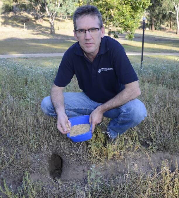 RELEASE READY: Biosecurity SA pest animals biosecurity research officer David Peacock pre-feeding oats at a trial site where the newest strain of calcivirus will be released.