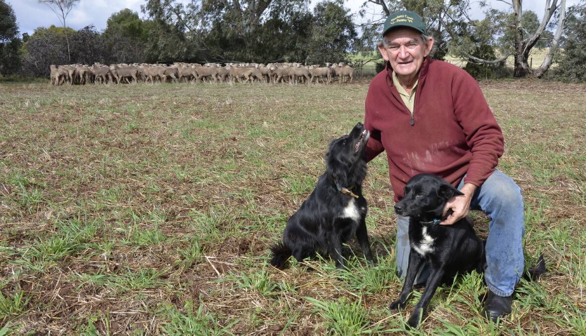 WINNING WAYS: Kapunda farmer Clyde Hazel, pictured with his kelpies Kelly and Mullet, recently won the crossbred section of the inaugural Thomas Foods International Booborowie Lamb Competition.
