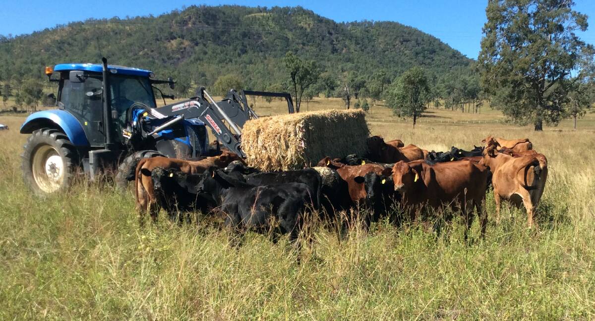 Colin Goldsworthy, Mount Moon Beef, Moogerah, is offering 106 Angus/Droughtmaster-cross and Droughtmaster weaners. 