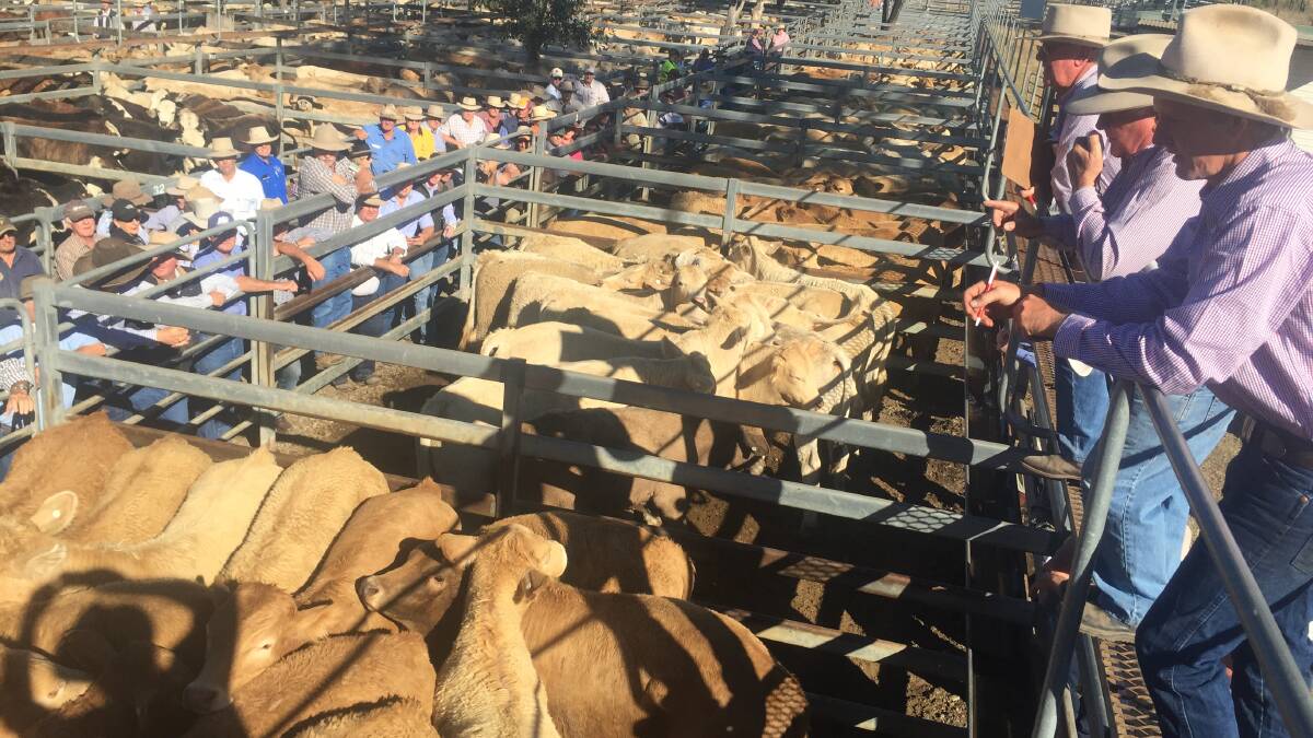 Toogoolawah is well known for its large lines of quality weaners.
