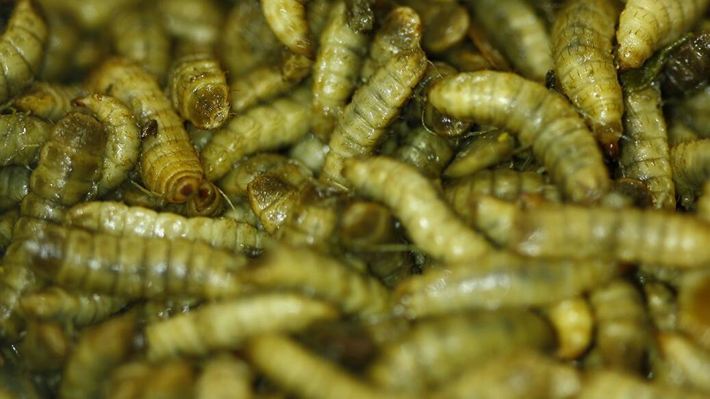 Fly larvae are a natural source of protein for fish. 